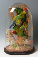 Lot 335 - A pair of stuffed and mounted Indian parakeets,...