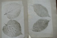 Lot 2175 - Eight thick buff leaves, probably from a scrap...