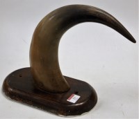 Lot 13 - An undecorated cow horn on wooden plinth