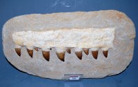 Lot 166 - A large fossilised jaw bone