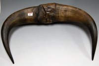 Lot 127 - A pair of co-joined cow horns, w.60cm