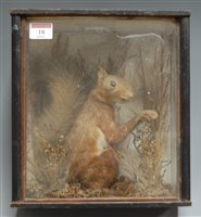 Lot 18 - A Victorian taxidermy red squirrel mounted...