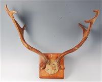 Lot 511 - A pair of Fallow Deer (Dama dama) antlers on...