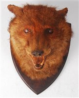 Lot 512 - An early 20th century taxidermy fox (Vulpes...