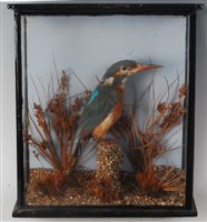 Lot 549 - An early 20th century taxidermy kingfisher...