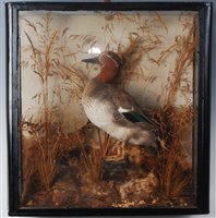 Lot 550 - An early 20th century taxidermy green winged...