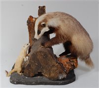 Lot 548 - A taxidermy badger (Meles meles) mounted on a...