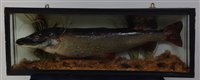 Lot 509 - A taxidermy pike (Esox lucius) mounted in a...