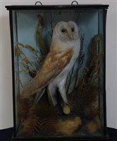 Lot 528 - A circa 1900 taxidermy Barn Owl (Tito alba)...