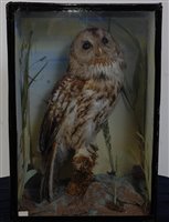 Lot 510 - A late Victorian taxidermy Tawny Owl (Strix...