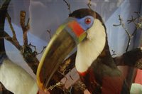 Lot 552 - A pair of early 20th century taxidermy toucans...