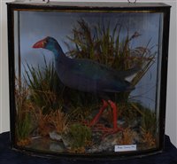 Lot 527 - An early 20th century taxidermy Purple Swamp...