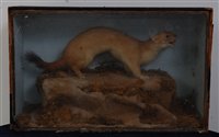 Lot 513 - A late Victorian taxidermy stoat (Mustela...