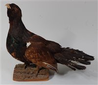 Lot 529 - A taxidermy Capercaillie (Tetrao urgallus)...