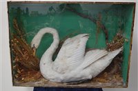 Lot 551 - A mid 20th century taxidermy Swan (Cygnus)...