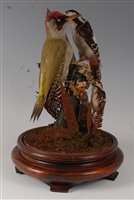 Lot 514 - A taxidermy group of three Woodpeckers, to...