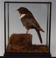 Lot 530 - A taxidermy Ring Ouzel (Turdus torquatus)...