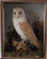 Lot 532 - An early 20th century taxidermy Barn Owl (Tyto...