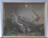 Lot 533 - An early 20th century taxidermy Cuckoo (Cuclus...