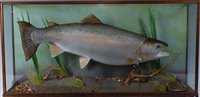 Lot 535 - A 20th century taxidermy Salmon (Salmo)...