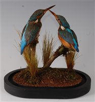 Lot 536 - A brace of 20th century taxidermy Kingfisher...