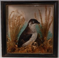 Lot 537 - An early 20th century taxidermy Little auk...