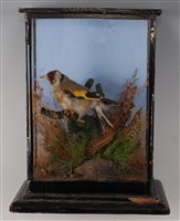 Lot 538 - An early 20th century taxidermy Goldfinch...