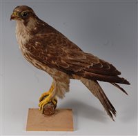 Lot 540 - A Victorian adolescent Peregrine Falcon (Falco...