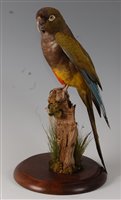 Lot 541 - A taxidermy Patagonian Conure (Cyanoliseus...