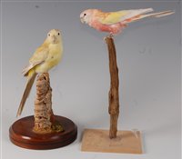 Lot 542 - A taxidermy Sun Conure (Aratinga solstitialis)...