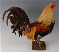 Lot 543 - A taxidermy Cockerel (Gallus gallus...