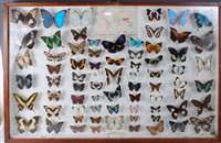 Lot 515 - A large collection of taxidermy butterflies to...