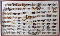 Lot 516 - A large collection of taxidermy butterflies to...