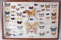 Lot 517 - A collection of taxidermy butterflies to...