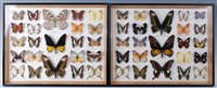 Lot 518 - A collection of taxidermy butterflies to...