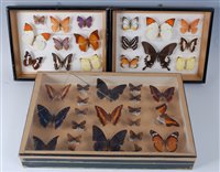 Lot 519 - A collection of taxidermy butterflies to...