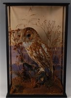 Lot 520 - An early 20th century taxidermt Tawny Owl...