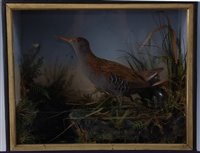 Lot 521 - A Victorian taxidermy Water Rail (Rallus...