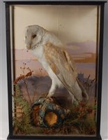 Lot 522 - An early 20th century taxidermy Barn Owl (Tito...