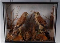 Lot 523 - A pair of early 20th century taxidermy...