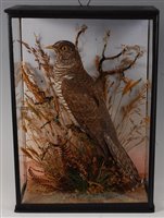 Lot 524 - An early 20th century female Cuckoo (Cuclus...