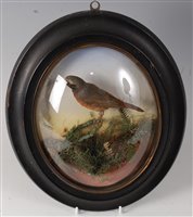 Lot 525 - An early 20th century taxidermy Redstart...