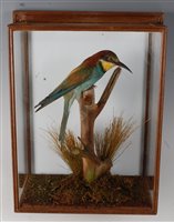 Lot 526 - A taxidermy European Bee-eater (Merops...