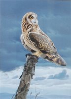 Lot 2550 - Trevor Boyer (b.1948) - Short-eared owl,...