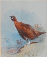 Lot 2549 - Archibald Thorburn (1860-1935) - A red grouse...