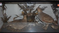 Lot 14 - A taxidermy display of game-birds with chicks,...