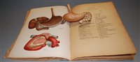 Lot 271 - A French anatomy book, 'Atlas anatomique de...