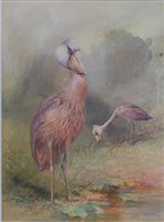 Lot 1428 - *Charles Whymper (1853-1941) - Shoebill Storks,...