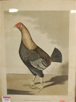Lot 1043 - After F. Marshall - Pair; Streaky breasted red...