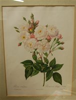 Lot 1068 - A set of three Redoute botanical prints, each...
